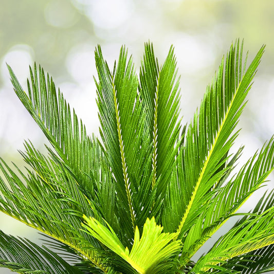 Sago Palm Tree 2 Gallon - Cycas revoluta - Indoor/Outdoor Tropical Plant, Low Maintenance Decorative Foliage