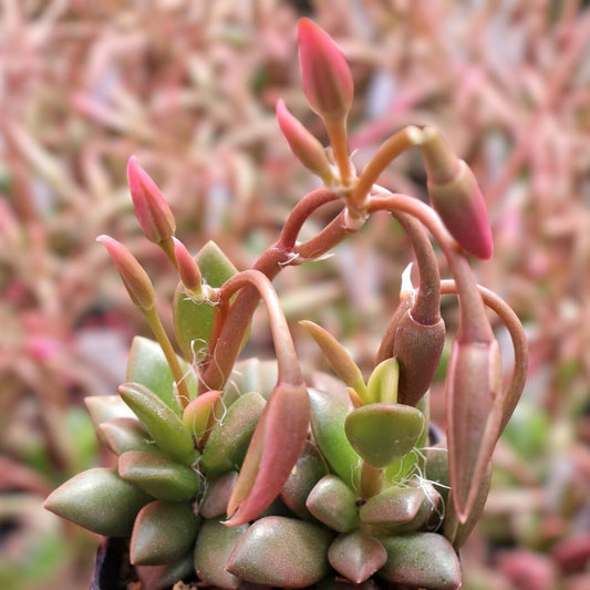Rare Live Succulent Plant 4” Pot Sunrise Anacampseros Telephiastrum Succulent Indoor Garden