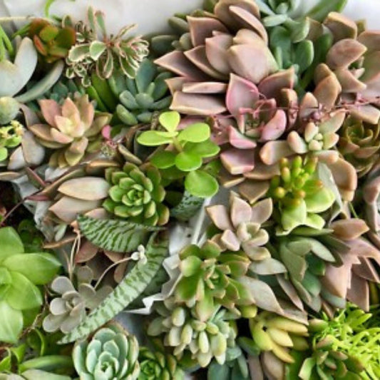 Succulent Cuttings 25 Mixed Live Unrooted Rosettes Pastel Red Jade Varieties Planting Supplies