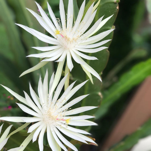 White Epiphyllum Hookeri Cuttings - Fragrant Orchid Cactus Strictum 4 Pack - Live Plant Clippings for Indoor Garden