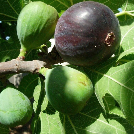Ponte Tresa Fig Tree Cuttings – 2 Premium Ficus carica 'Ponte Tresa' – Swiss Fig Plant Propagation for Garden and Patio