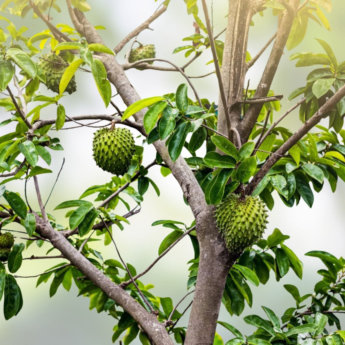 Soursop Tree 5" Tall | Tropical Fruit Tree | Annona muricata | Guanábana | Edible Fruit Plant
