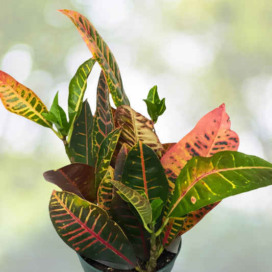 Vibrant Croton Petra Plant 1 Gallon - Multi-Colored Foliage - Codiaeum variegatum 'Petra' - Tropical Indoor/Outdoor Plant