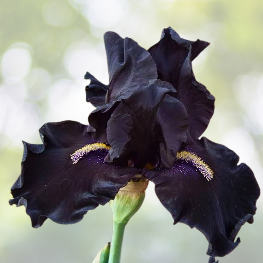Rare Black Bearded Iris Flower Seeds - 35 Count - Striking Purple-Orange Blooms - Iris germanica