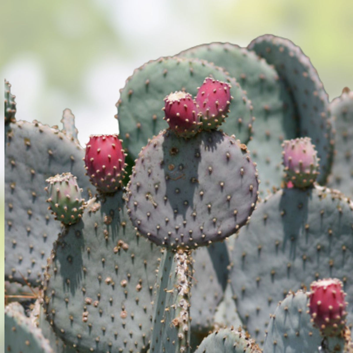Santa Rita Purple Prickly Pear Cactus Cutting 5-6 inches Opuntia violacea Arizona succulent plant