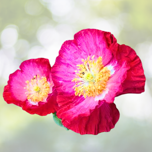 Poppy Seeds 2000 Count Shirley Mixed Double Pink Red White Blooms Non-GMO (Papaver rhoeas)