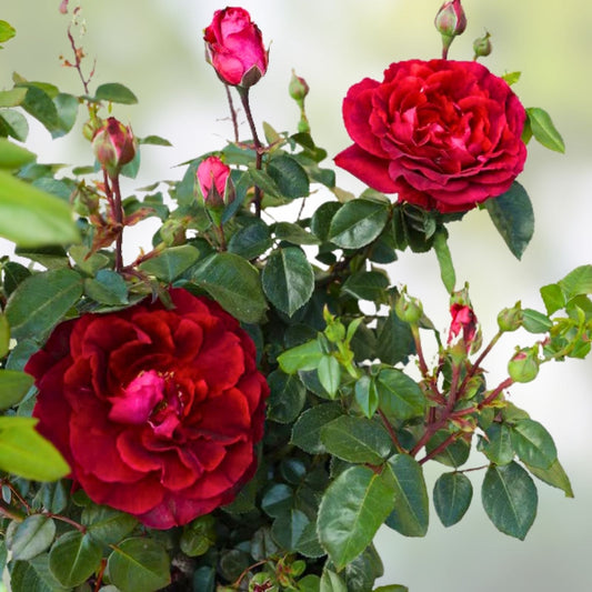 Red True Spirit Rose Bush - Live Plant - Rosa 'True Spirit' - Ornamental Garden Flower for Full Sun - Zones 5-10