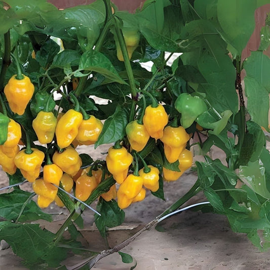 Trinidad Perfume Pepper Seeds - 10 Seeds for Planting - Capsicum chinense - Grow Your Own Spicy Peppers