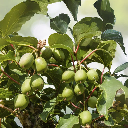 Kiwi Plant Starter - Prolific Variety - Self-Pollinating - Live Rooted - Zones 4-8 - Actinidia deliciosa