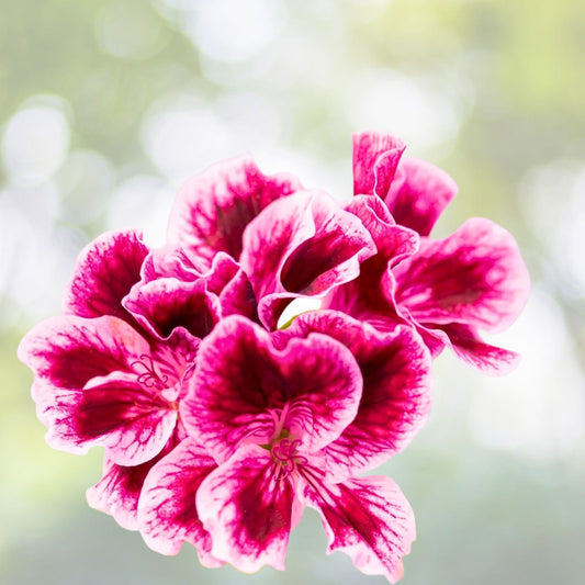 Rare Geranium Cuttings - 3 Starter Cuttings - Pink and White Streaks - Pelargonium