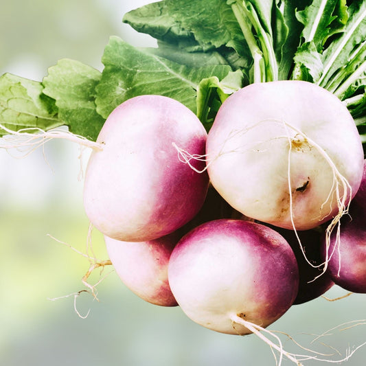 Organic Heirloom Purple Top White Globe Turnip Seeds Packet – Non-GMO Brassica rapa Vegetable Garden Seeds