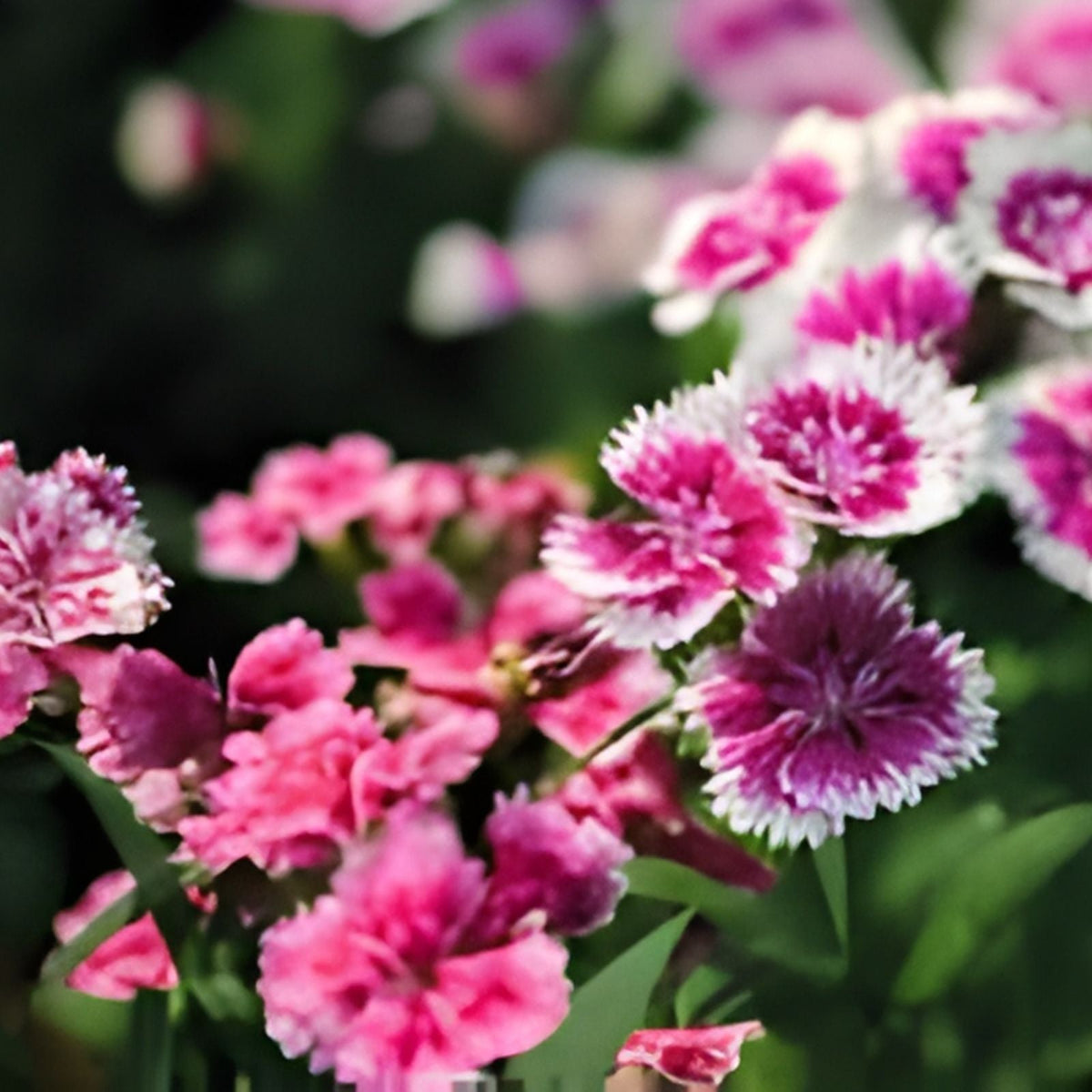 Dianthus Plant 4-Inch Pot - Fragrant Pink Blooms - Live Perennial Flower for Garden, Container, and Landscape Planting