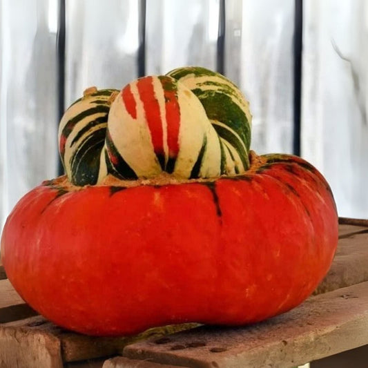 Turks Turban Seeds - 10 Colorful Exotic Gourd Seeds for Planting - Cucurbita maxima