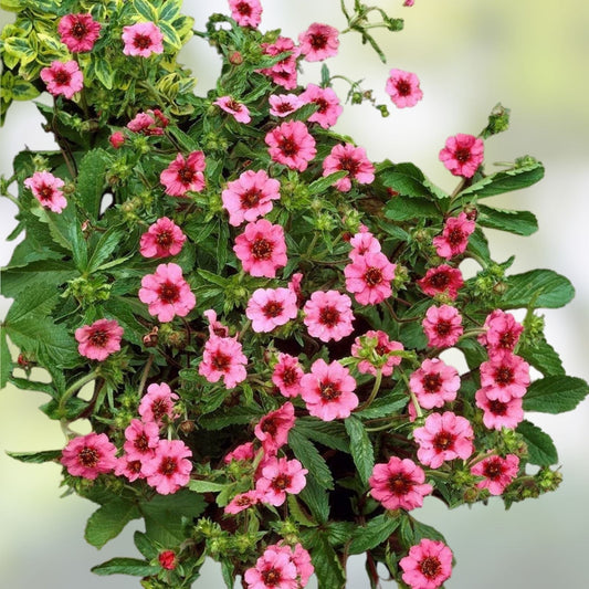 Potentilla Seeds 100 Count - Miss Willmott Bright Pink Flowers with Red Centers Herbaceous Perennial Plant