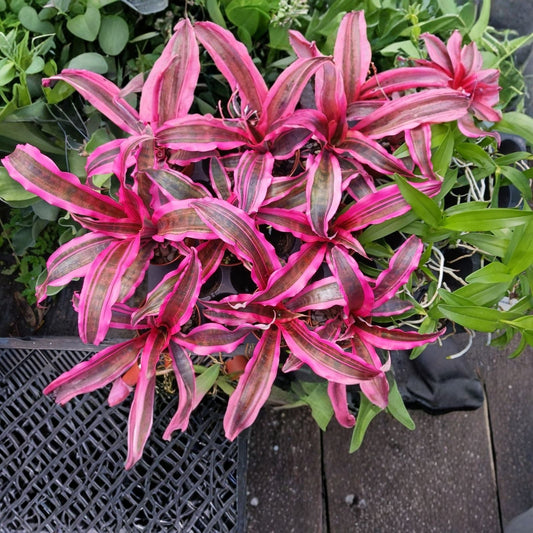 Cryptanthus Red Baron Plant in 5" Pot - Unique Houseplant for Home Decor (Cryptanthus 'Red Baron')