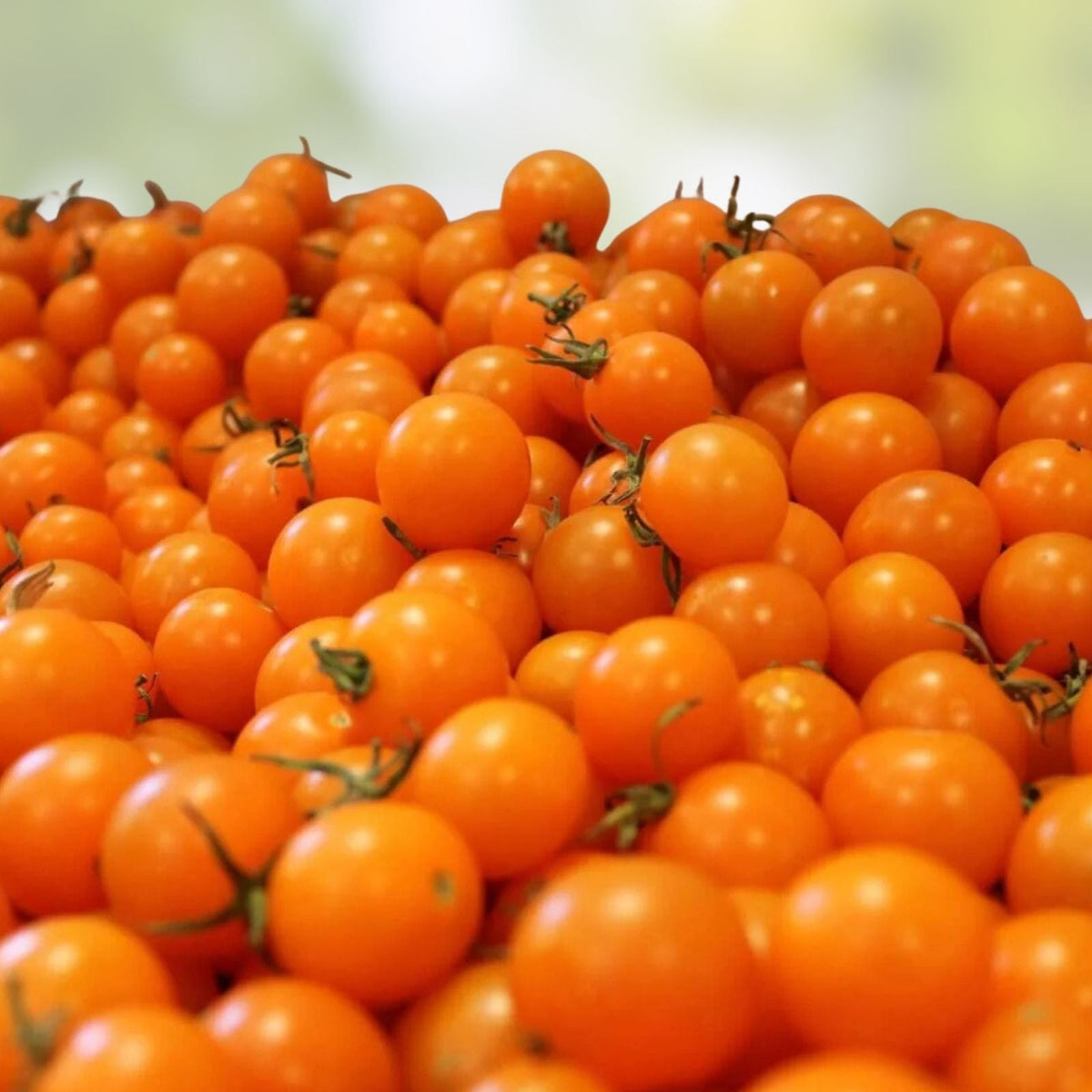 Sun Sugar Cherry Tomato Seeds - 10 Pack, Sweet Flavor, Easy to Grow, Solanum lycopersicum, Heirloom Vegetable Seeds