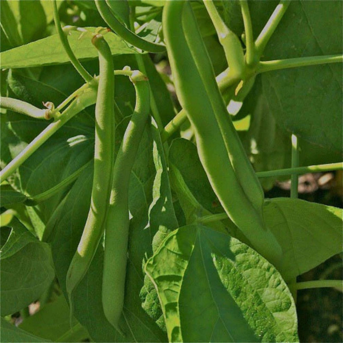 Heirloom Provider Bush Bean Seeds – Organic Non-GMO Green Beans – 100+ Vegetable Garden Seeds