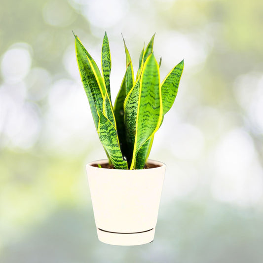 Snake Plant 4" Pot Sansevieria Laurentii Low Maintenance Indoor Air Purifying Houseplant