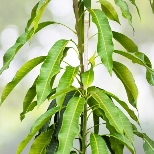 Mallika Mango Tree - 3 Gallon Grafted Plant - 2 Feet Tall - Mangifera indica