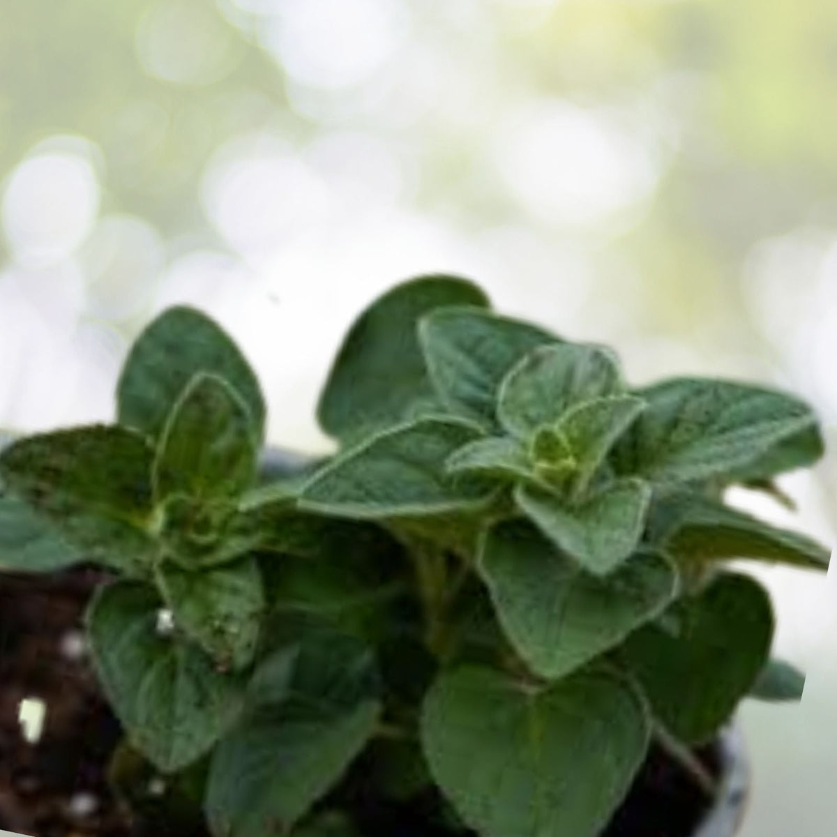 Greek Oregano Seeds | Heirloom NON-GMO | Fresh Garden Seeds | Origanum vulgare subsp. hirtum