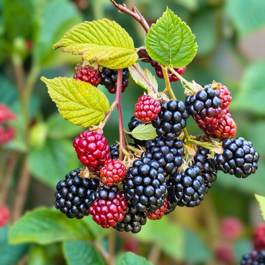 Thornless Blackberry Plants 3-Pack Jumbo Size Edible Fruit Rubus for Outdoor Garden Zones 5-9