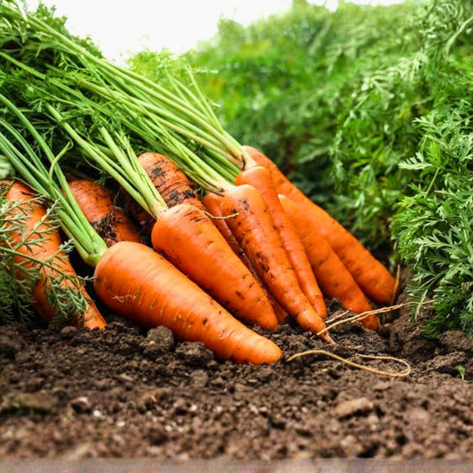 Carrot Vegetable Seeds 400+ Non-GMO Multiple Varieties Heirloom Daucus carota Garden Plant