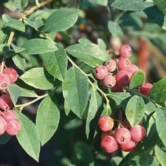 Florida Blueberry Plant - Edible Highbush Variety - Pink Fruit - Vaccinium spp. - Rabbiteye Hybrid - Early Ripening