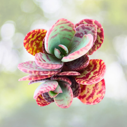 Kalanchoe Humilis Succulent Plant in 4" Pot | Mother of Thousands | Rare Green and Purple Variegated Leaves | Kalanchoe Humilis