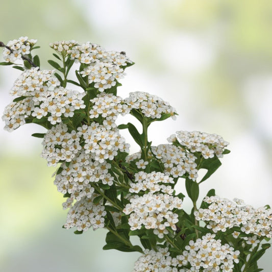 White Wedding Cake Spirea Cuttings, 10 Unrooted 6-8" Garden Decor, Spiraea prunifolia, Hardy Zones 5-9, DIY Planting