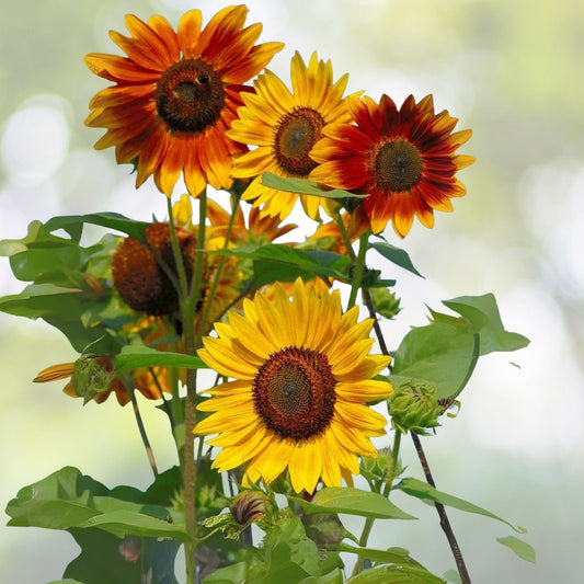 Heirloom Sunflower Seeds for Planting - Bulk 15 Varieties Mix - Non-GMO, Organic Sunflower Seeds