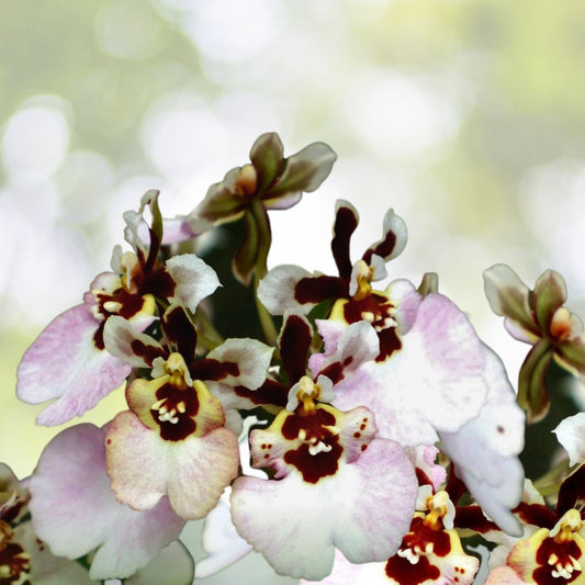 Tolumnia Orchid Plant - Rainbow Hybrid - Tolumnia Jairak 'Rainbow' #JM-01 - Vibrant Equitant Oncidium Variety