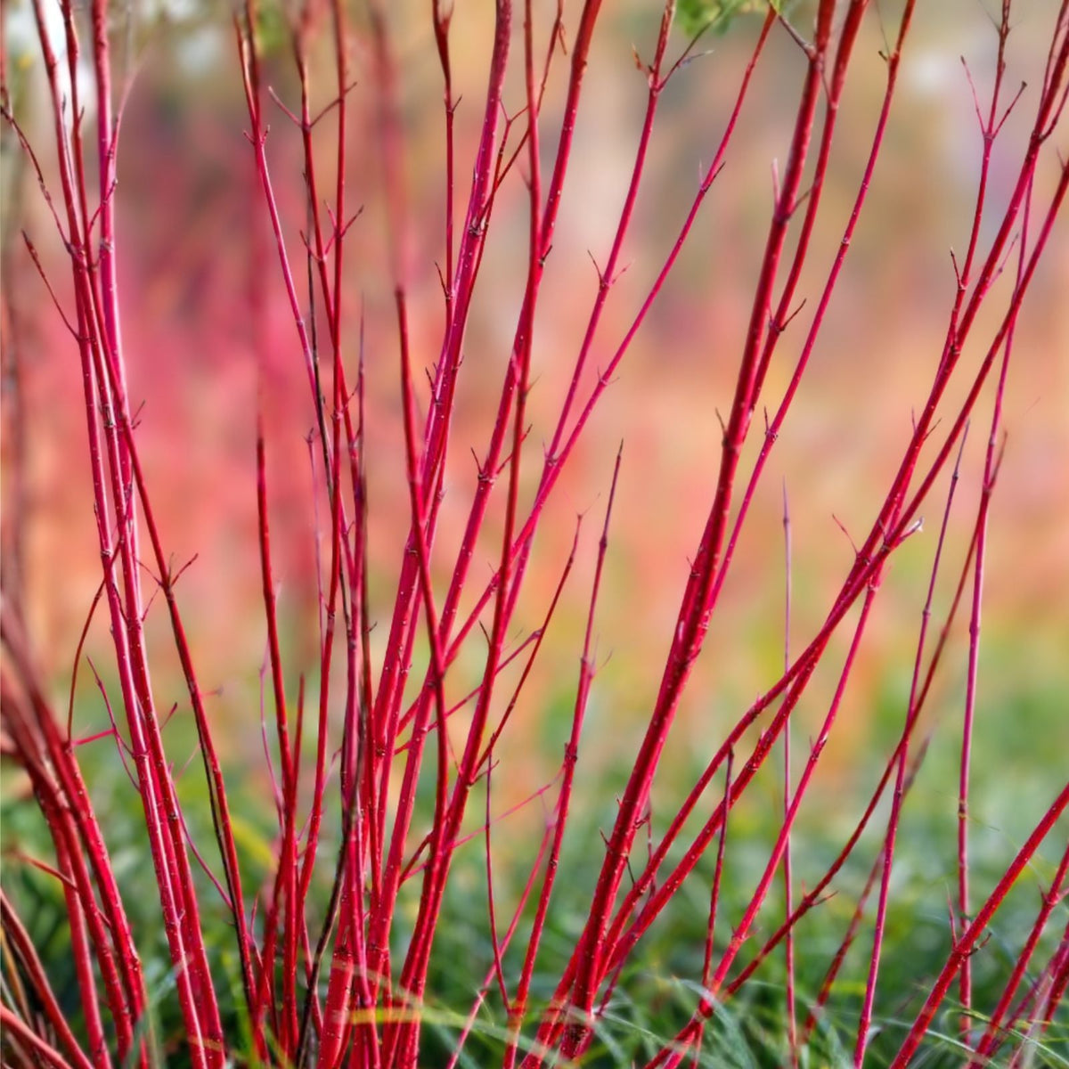 Red Twig Dogwood Shrub 12-18in Bare Root Cornus sericea Ornamental Deciduous Shrub with Vibrant Red Stems
