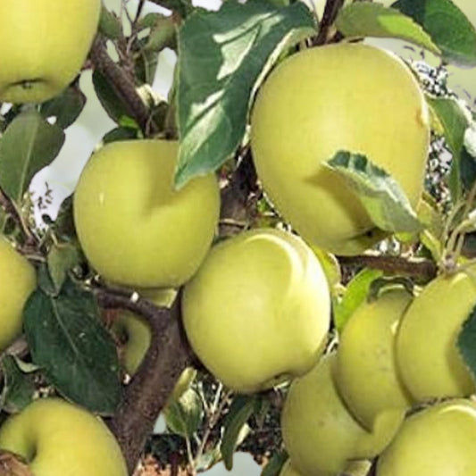 Golden Apple Seeds - 5+1 Organic Heirloom Fruit Tree - USA Homegrown - Malus pumila
