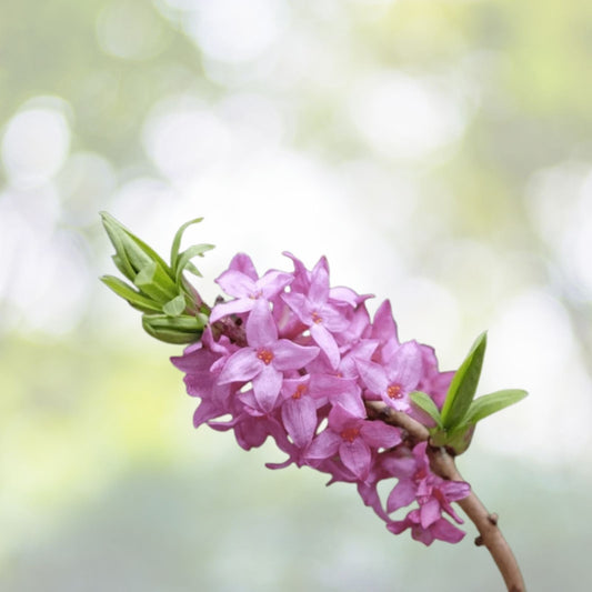 Daphne mezereum Seeds - Paradise Plant - 10 Seeds for Gardening - Fragrant Blooms