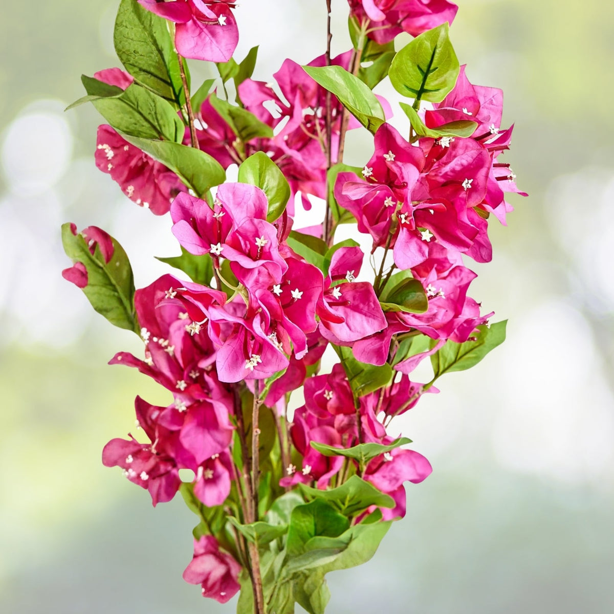 Bougainvillea Plant 5in Pot Pink Fuchsia Tropical Houseplant Bougainvillea Glabra Flor de Papel