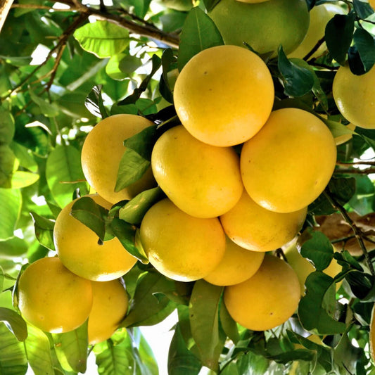 Bush Ruby Grapefruit Tree - 1 Gallon Fruiting Live Plant - Citrus × paradisi - No Shipping to California