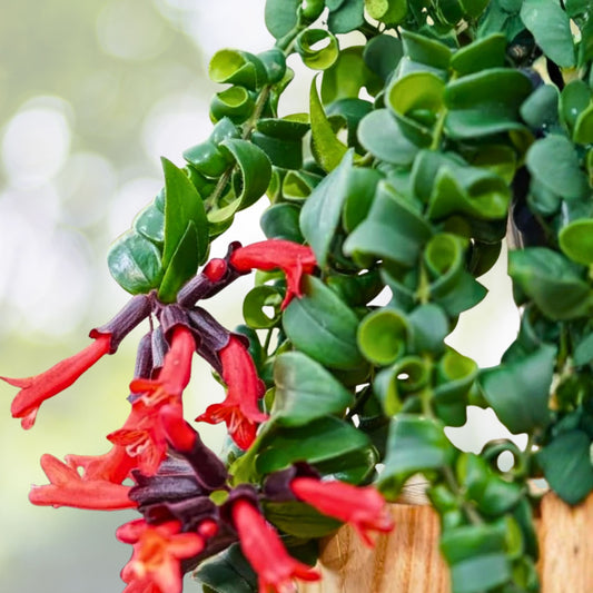 Curly Lipstick Plant 3" Pot Aeschynanthus radicans 'Curly' Tropical Succulent Red Flowers Glossy Leaves