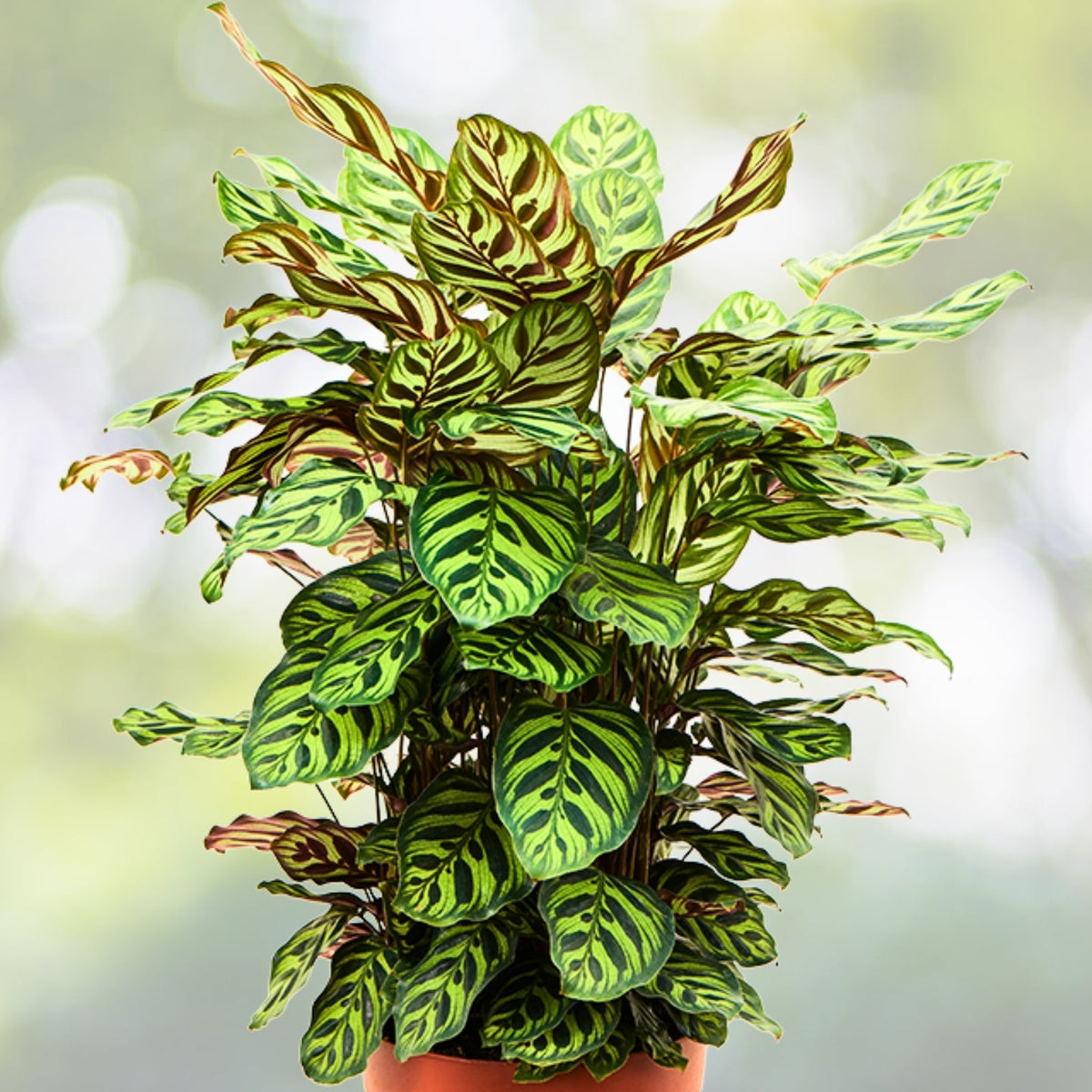 Calathea Makoyana Potted Plant - 9 Inch Peacock Plant - Tropical Houseplant - Indoor Decor - Calathea Genus