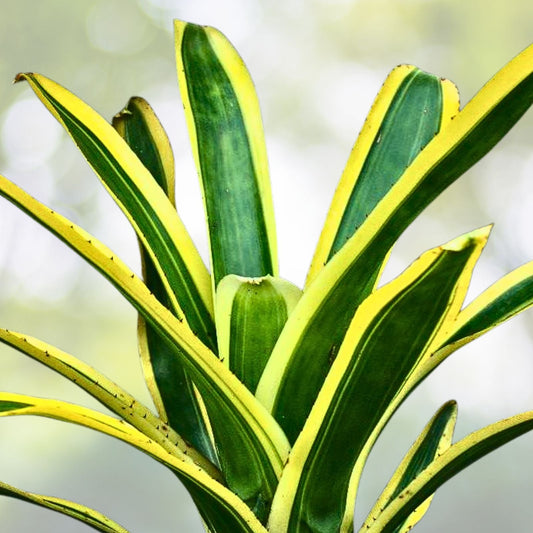 Bromeliad Plant 5" Pot Aechmea Nudicaulis Red Brazil Tropical Foliage Bright Red Blooms Aechmea nudicaulis rubra