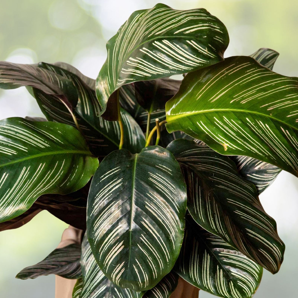 Calathea Ornata Plant in 6" Pot | Pinstripe Plant | Tropical Houseplant | Decorative Foliage | Indoor Plant