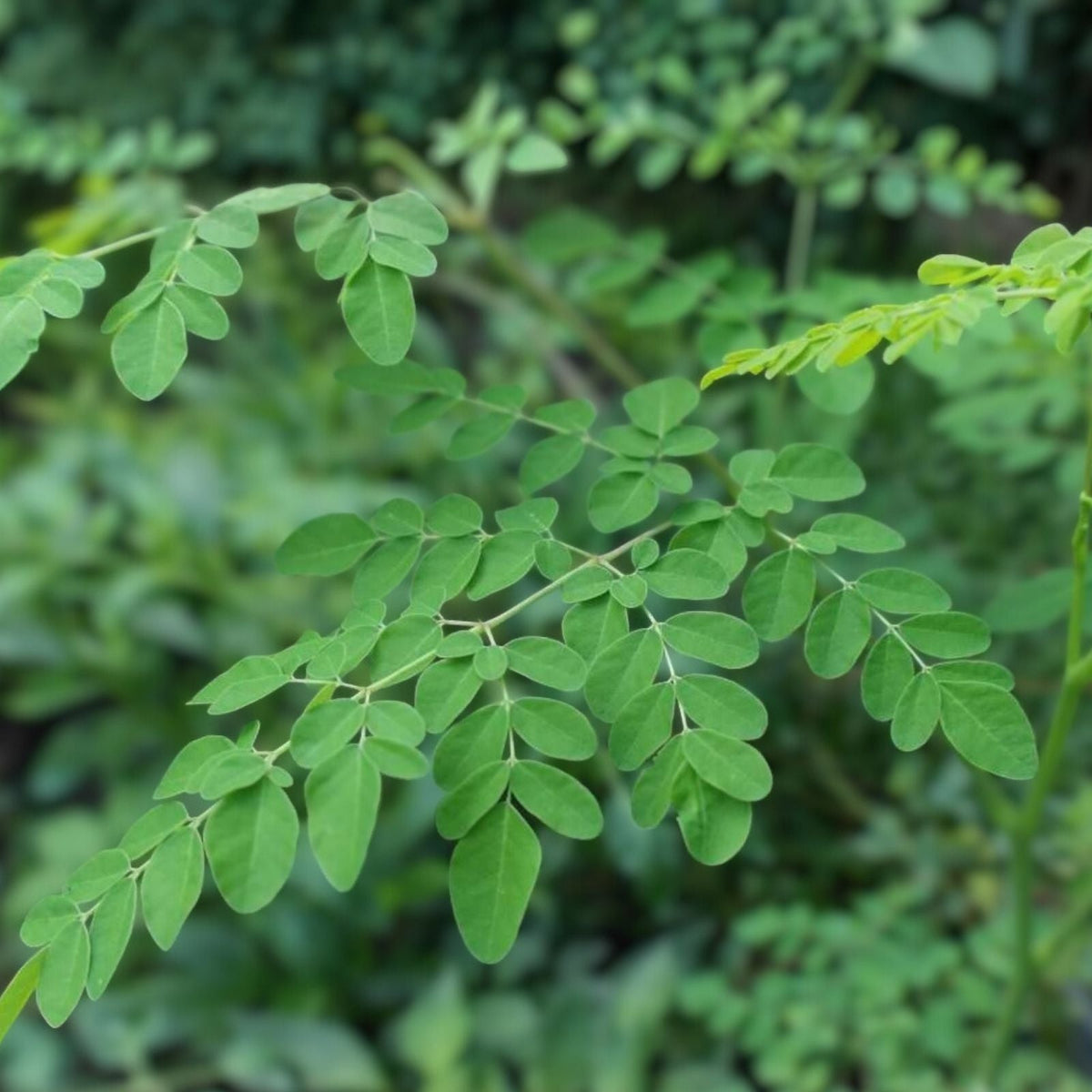 Moringa Cuttings 4 Pack - Moringa Oleifera Healthy Plant Starter for Gardens and Home