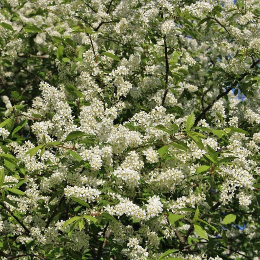 Hackberry Tree Live Bare Root Plants Set of 2, Celtis occidentalis, Hardy Durable Trees for Birds, Zones 3-9
