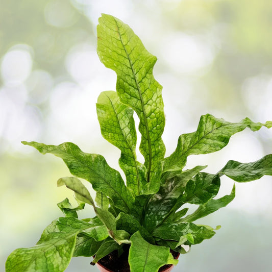 Crocodile Fern Plant - Live Indoor Houseplant - Unique Textured Leaves - Microsorum musifolium - Easy Care Tropical Greenery