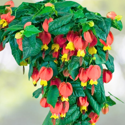 Abutilon Chinese Lantern Plug – Live Flowering Plant Starter – Easy to Grow Indoor/Outdoor Garden Plant - Abutilon megapotamicum