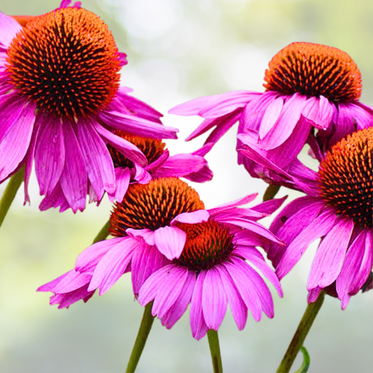 Pink Coneflower Seeds - 100 Count - Long-Blooming Perennial for Pollinator Gardens - Echinacea purpurea