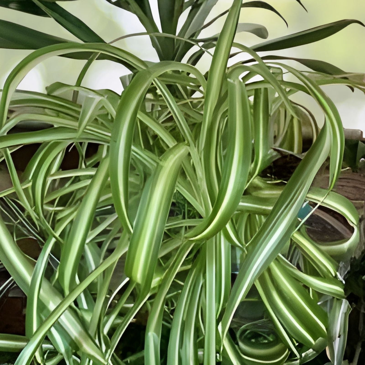 Live Spider Plant Cuttings - Fully Rooted Indoor Houseplant - Chlorophytum comosum - Easy to Grow, Ready to Plant