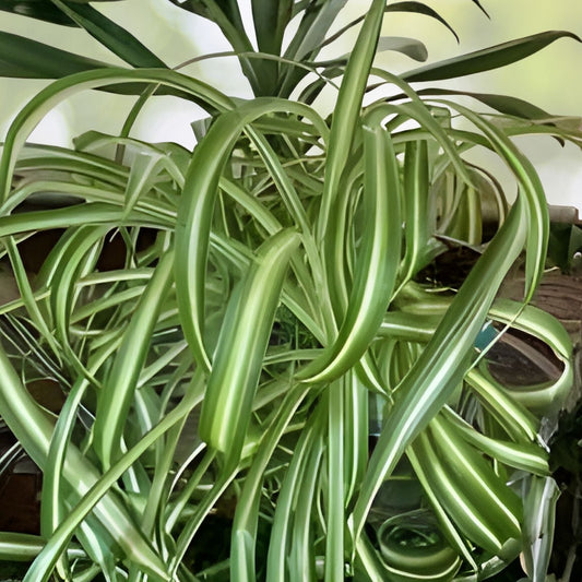 Live Spider Plant Cuttings - Fully Rooted Indoor Houseplant - Chlorophytum comosum - Easy to Grow, Ready to Plant