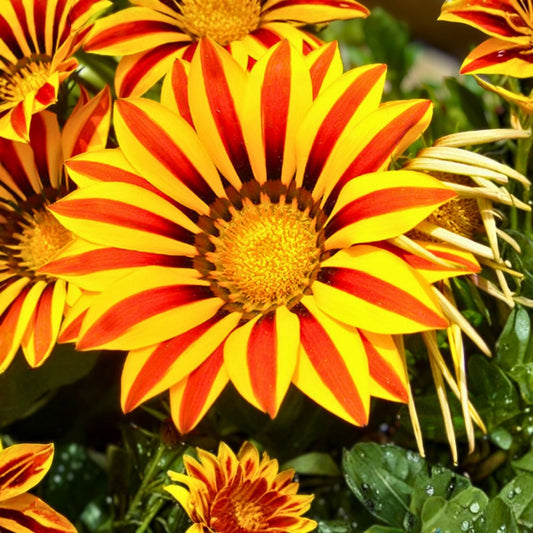 Gazania Plant in 4-Inch Pot - Yellow and Red Flowers, Fully Established Roots (Gazania rigens)