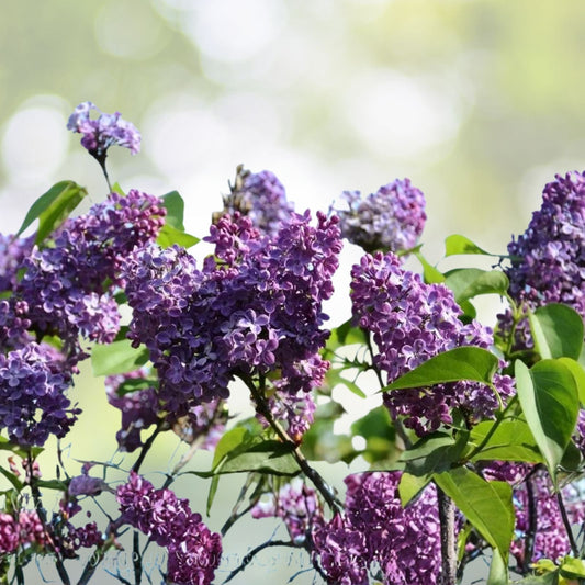 Lilac Cuttings - 6 Inch Long - Fragrant Purple - Syringa spp. - 5 Pack