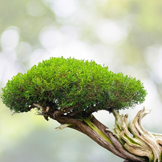 Thuja Evergreen Bonsai Tree Seeds - Western Red Cedar - 30 Seeds - Thuja plicata